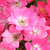 Ružičasta - Polianta ruže  - Orléans Rose